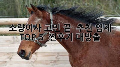 소량이사 고민 끝! 📦✨ 추천 업체 TOP 5 & 찐후기 대방출!